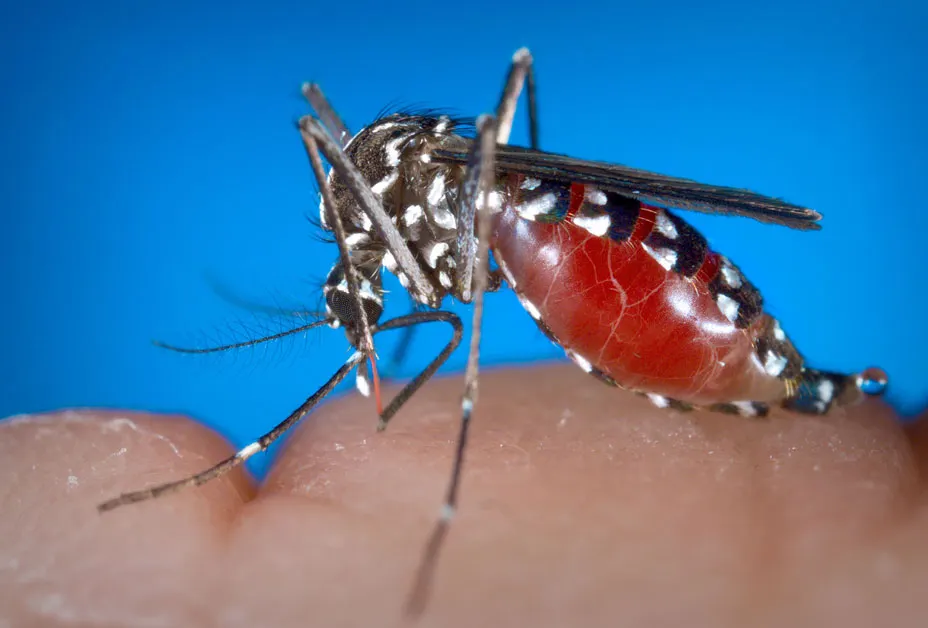 Atenționare DSP cu privire la virusul West Nile