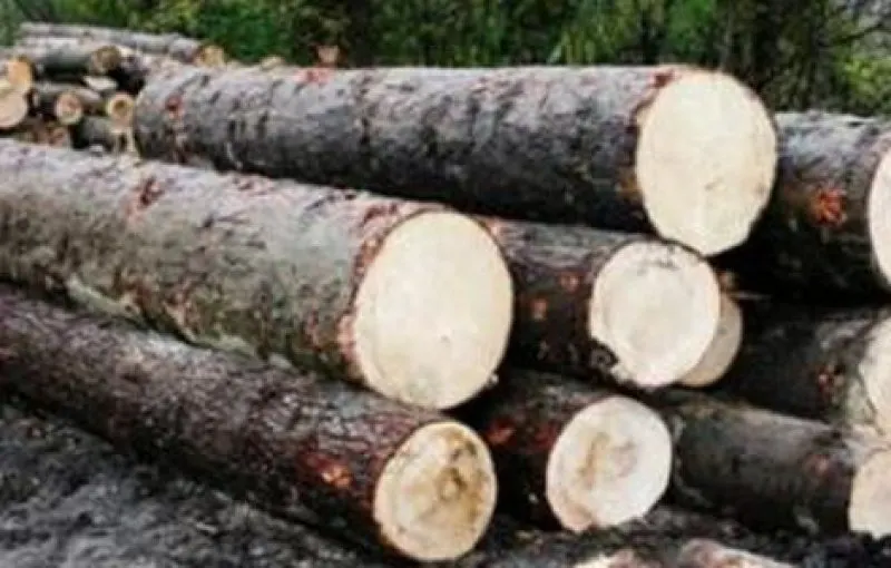 Aproape 30 de metri cubi de cherestea și lemne de foc, în valoare de peste 13.000 lei, confiscați de polițiștii Compartimentului Delicte Silvice, în acțiune comună.