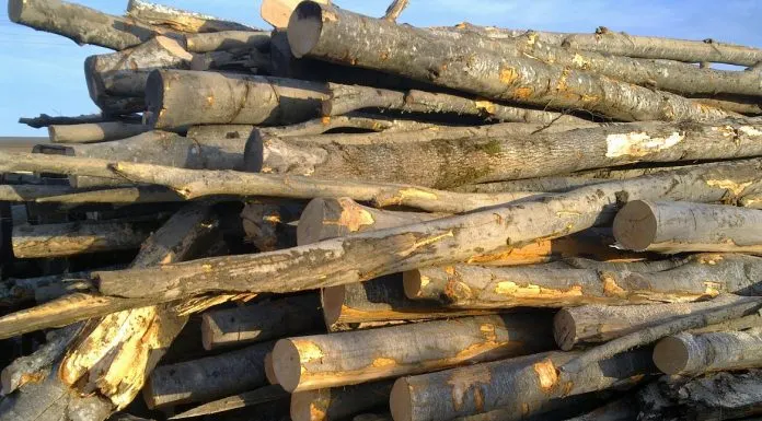 Depistat în timp ce transporta băut material lemnos fără documente legale