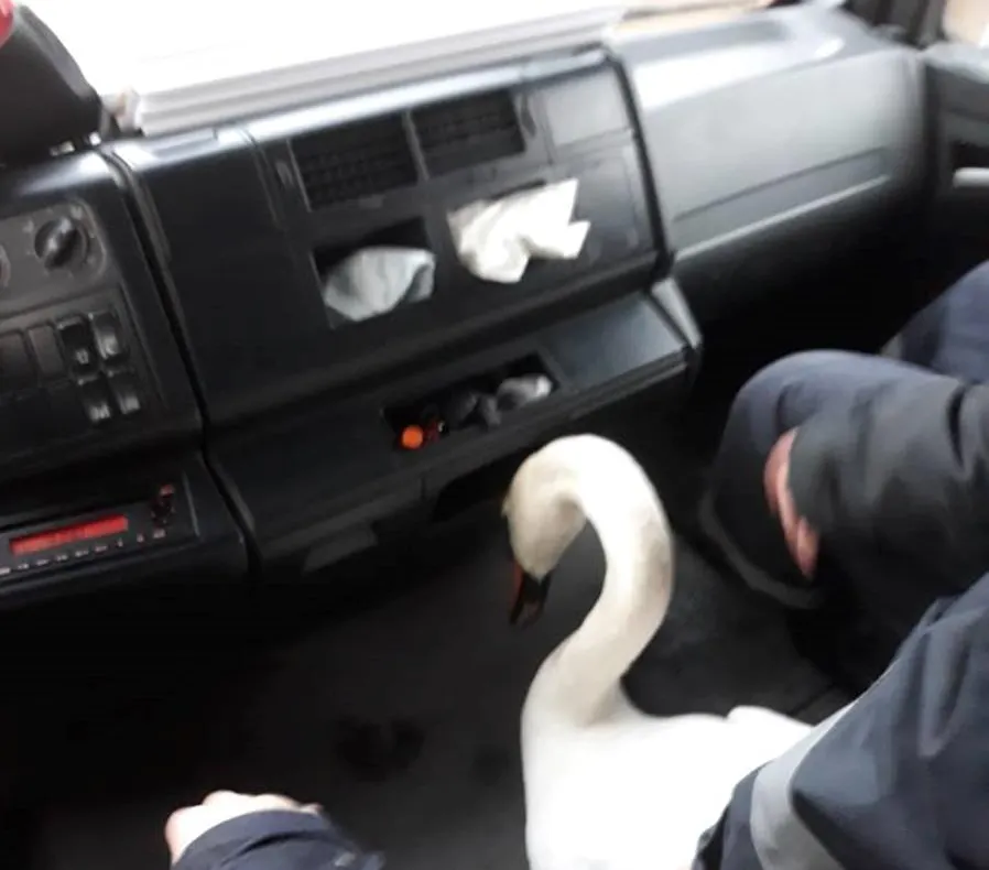 Pompierii Orădeni au salvat o lebădă dezorientată