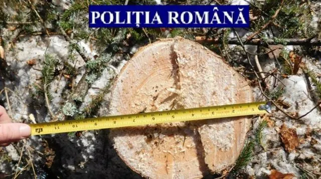 Delict silvic constatat de polițiștii din Husasău de Tinca.