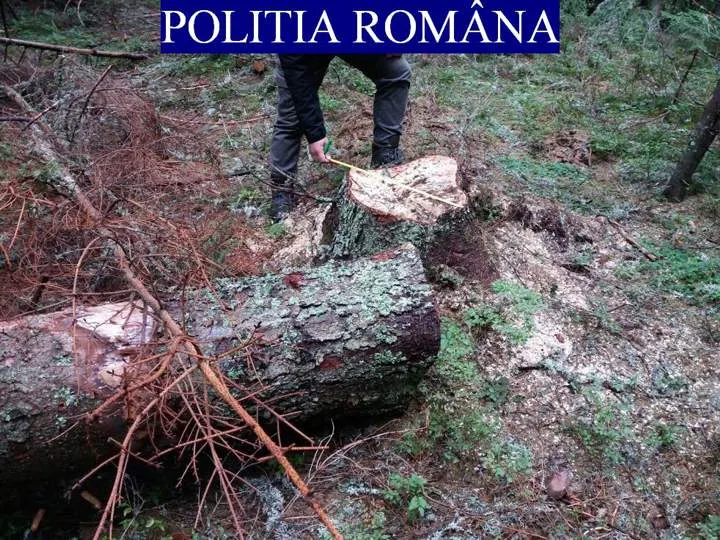 Polițiștii bihoreni au confiscat valoric peste 1.000 de metri cubi de lemne, în valoare de 210.000 lei, expediați de două societăți comerciale, fără documente de proveniență.