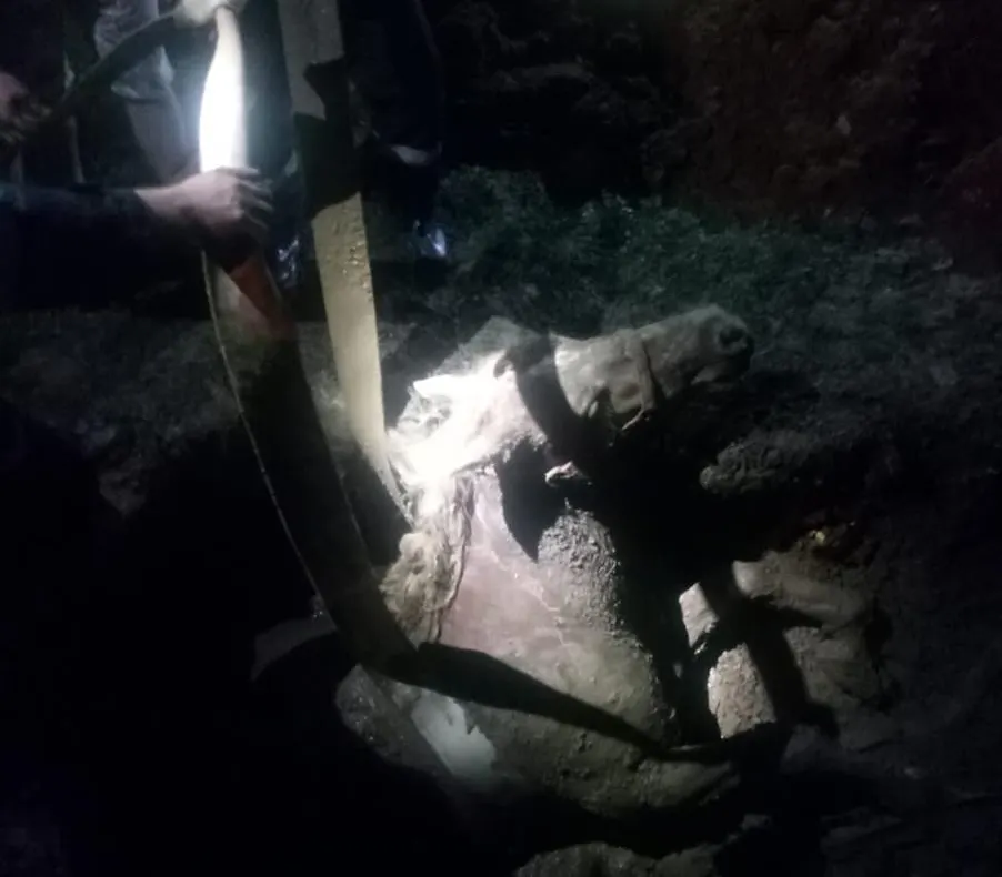 Cal salvat de Pompierii Bihoreni în localitatea Ghenetea