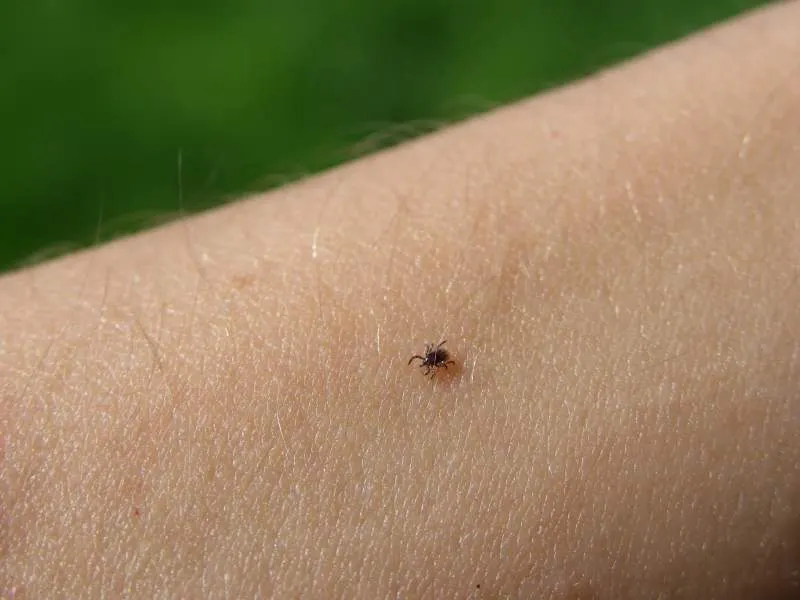 Atenție la țânțari și căpușe! Măsuri de protecție