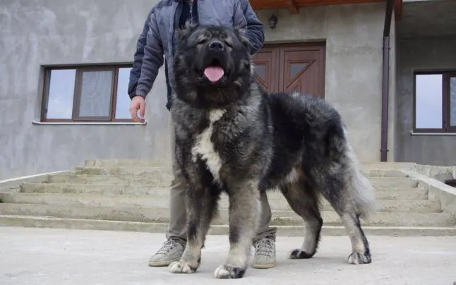 Târg de adopții la Adăpostul Grivei