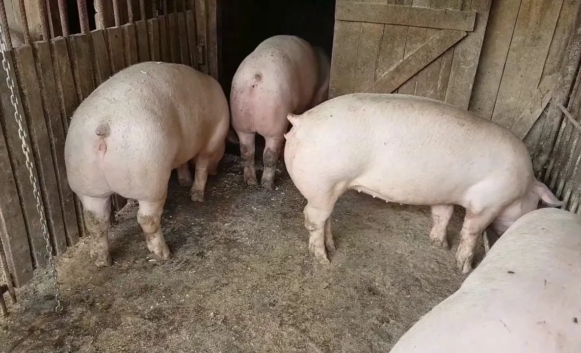 Noi focare de pestă porcină în județul Bihor