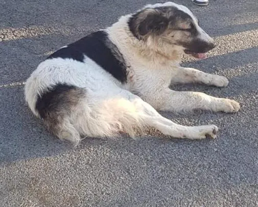 Câine rănit, blocat într-un gard, salvat de pompierii beiușeni AUG. 21