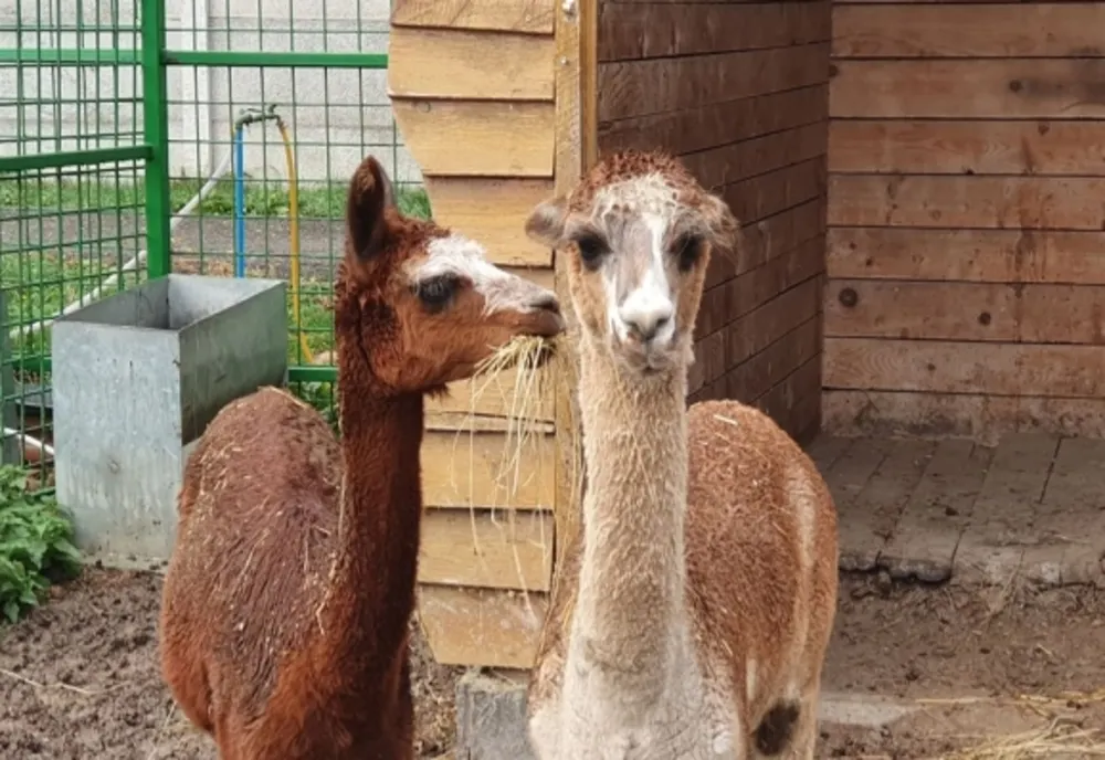 Două exemplare de Alpaca, la ZOO Oradea