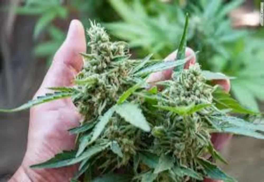Cultură de cannabis descoperită în Oradea