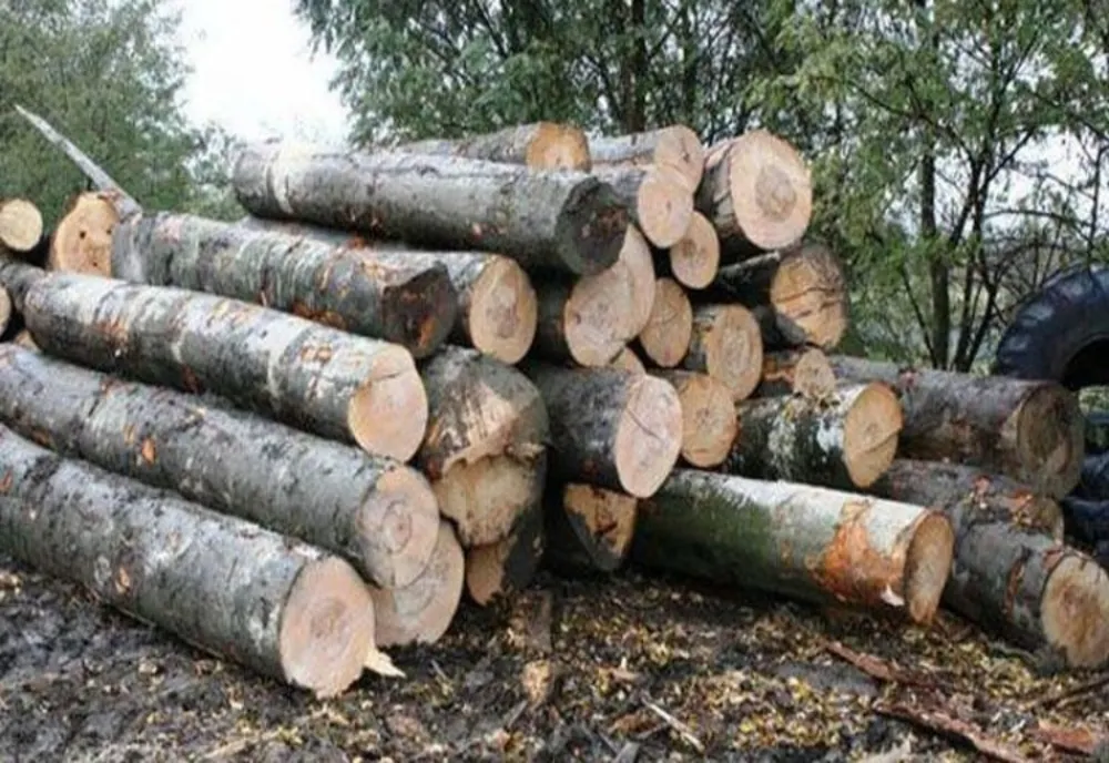 Lemne de foc fără documente legale, confiscate de polițiștii bihoreni. Un tânăr a fost prins în flagrant, în timp ce tăia, ilegal, arbori dintr-o pădure