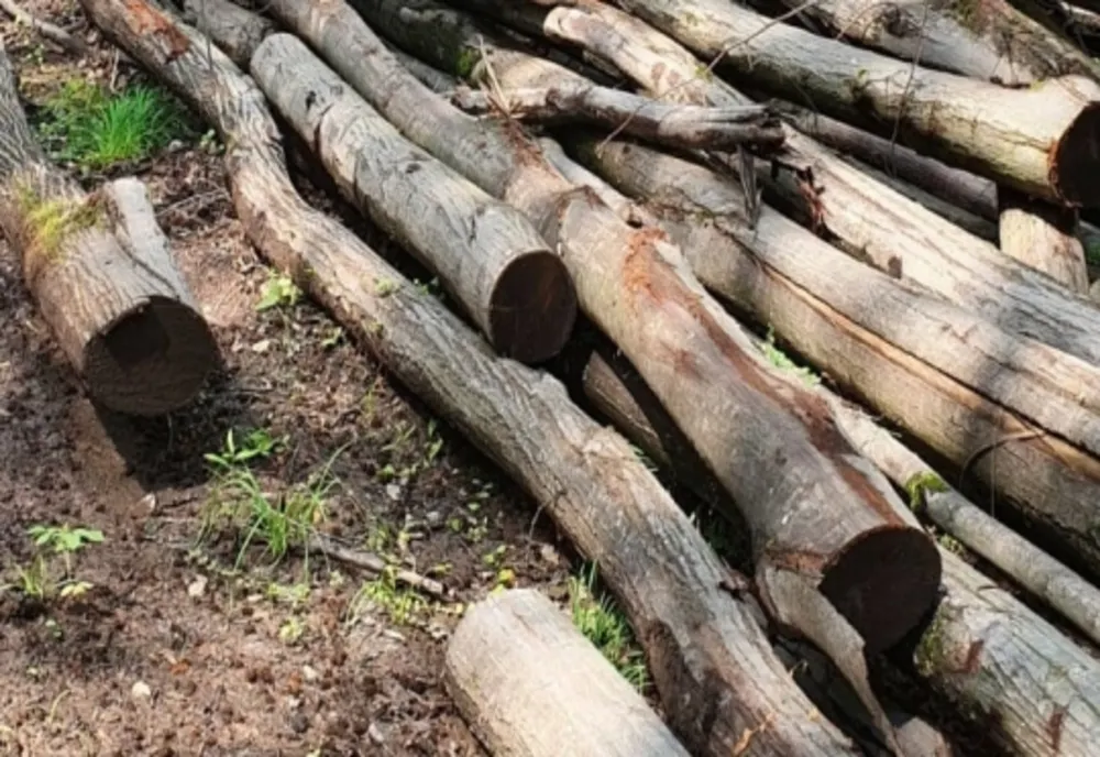 Firmă de exploatarea lemnului din Tileagd, "păgubită" cu peste 18.000 de lei de polițiști