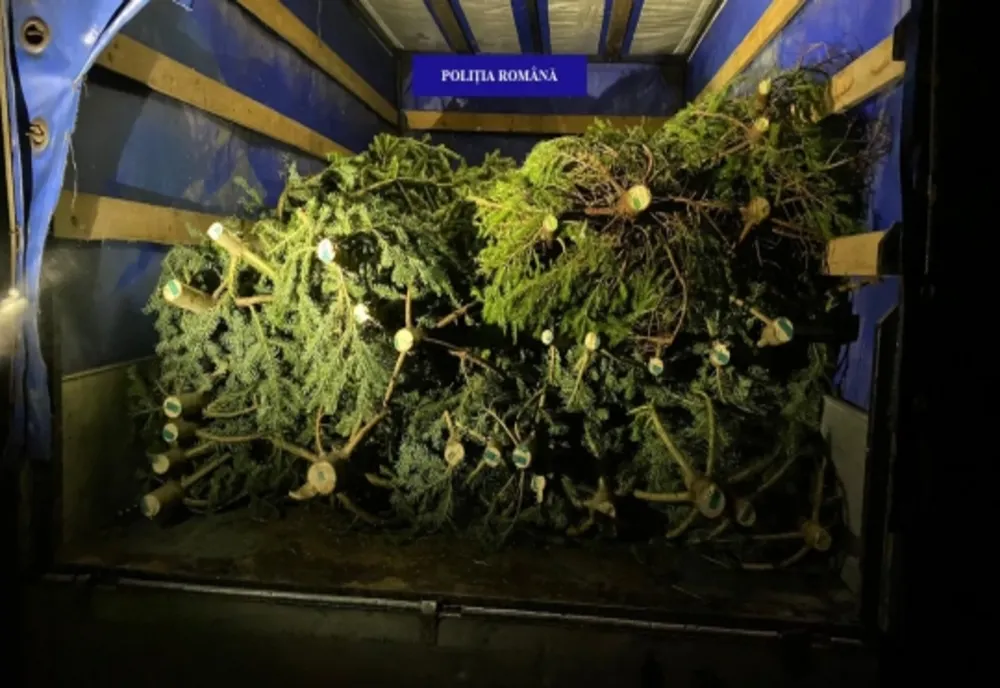 Peste 100 de pomi de Crăciun au fost confiscați de polițiștii bihoreni