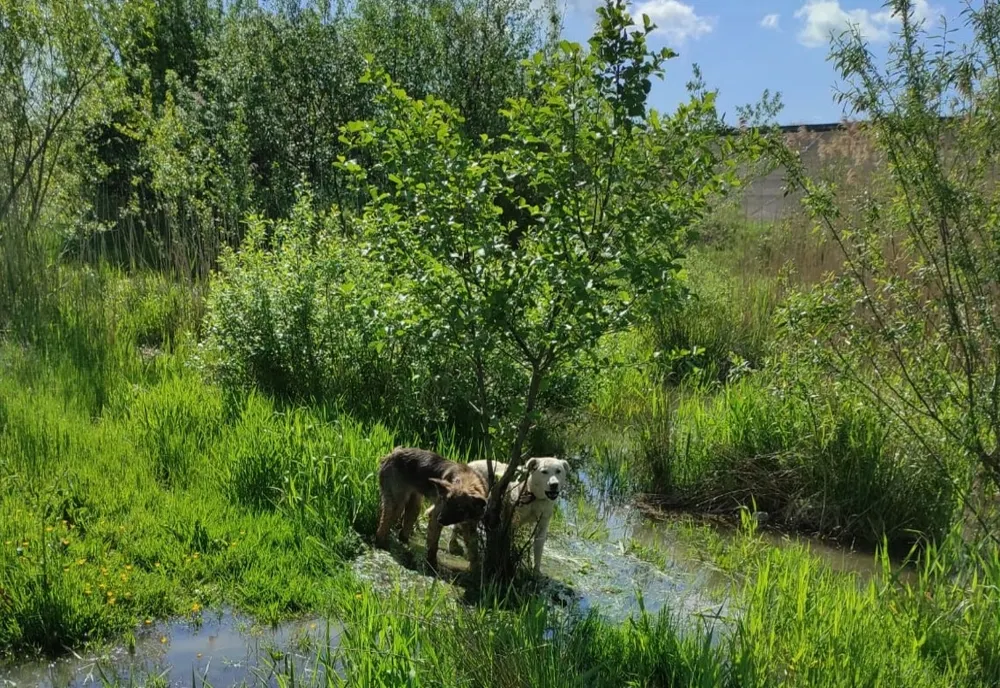 FOTO | Câini legaţi de un copac şi lăsaţi să moară! Au fost salvaţi de pompierii din Aleşd