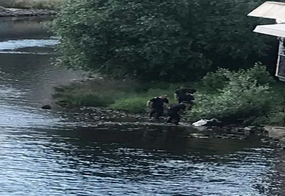 O lebădă rănită a fost salvată de pompieri, în Oradea