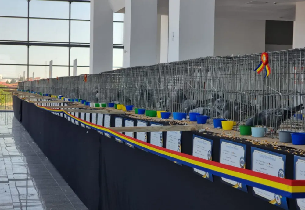 Eveniment inedit la Oradea: A început Olimpiada Porumbeilor Voiajori - Racing Pigeon Olympiad