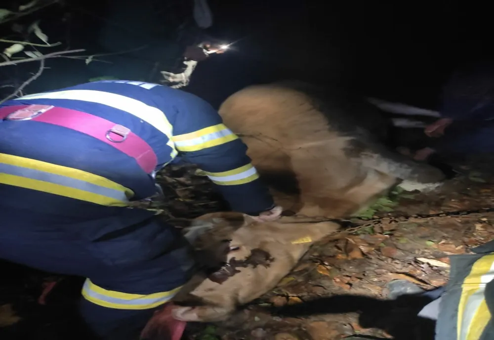 Bovină salvată de pompieri, după ce a căzut de la o înălţime de 6 metri (FOTO)