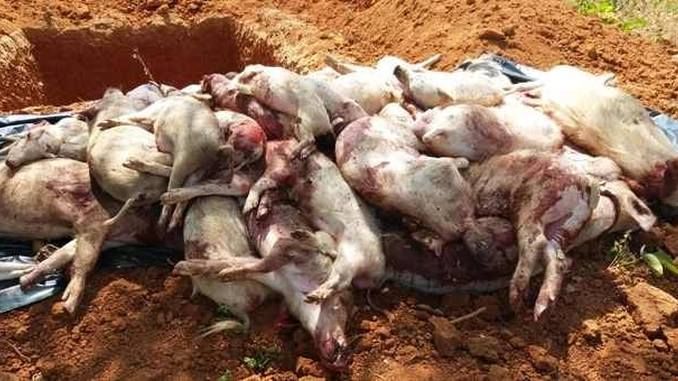 Evoluția Pestei Porcine Africane (PPA) în județul Bihor