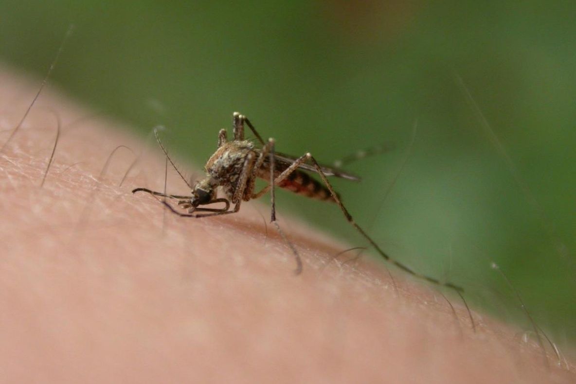 Cinci cazuri de West-Nile confirmate în județul Bihor