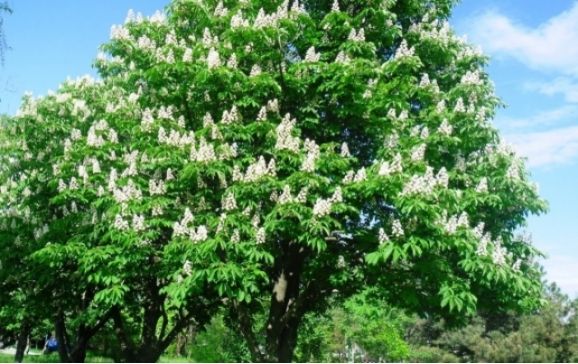 Urmează a doua etapă de tratament fitosanitar în Oradea