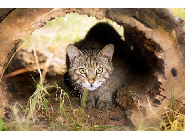 Doi motani sălbatici veniți tocmai de la Paris sunt vedetele Gradinii Zoologice de la Oradea
