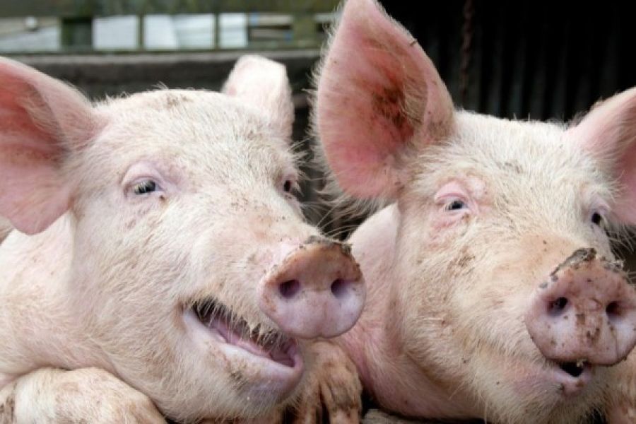 Un nou focar de pestă porcină africană confirmat în județul Bihor