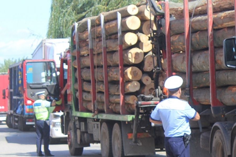 Delicte silvice constatate de polițiștii bihoreni