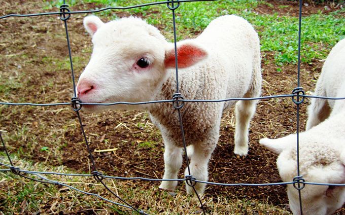 Se deschide centrul de comercializare șI sacrificare a mieilor în Piața Ioșia