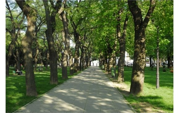 În Oradea a fost executată etapa a ii-a lucrărilor de dezinsecție