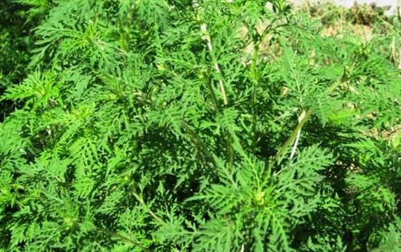 Reglementări legale privind combaterea ambroziei