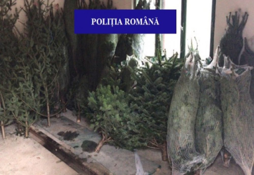 Brazi nemarcați confiscați de polițiștii bihoreni