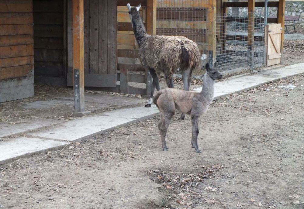 Al doilea pui de lamă născut la Zoo Oradea