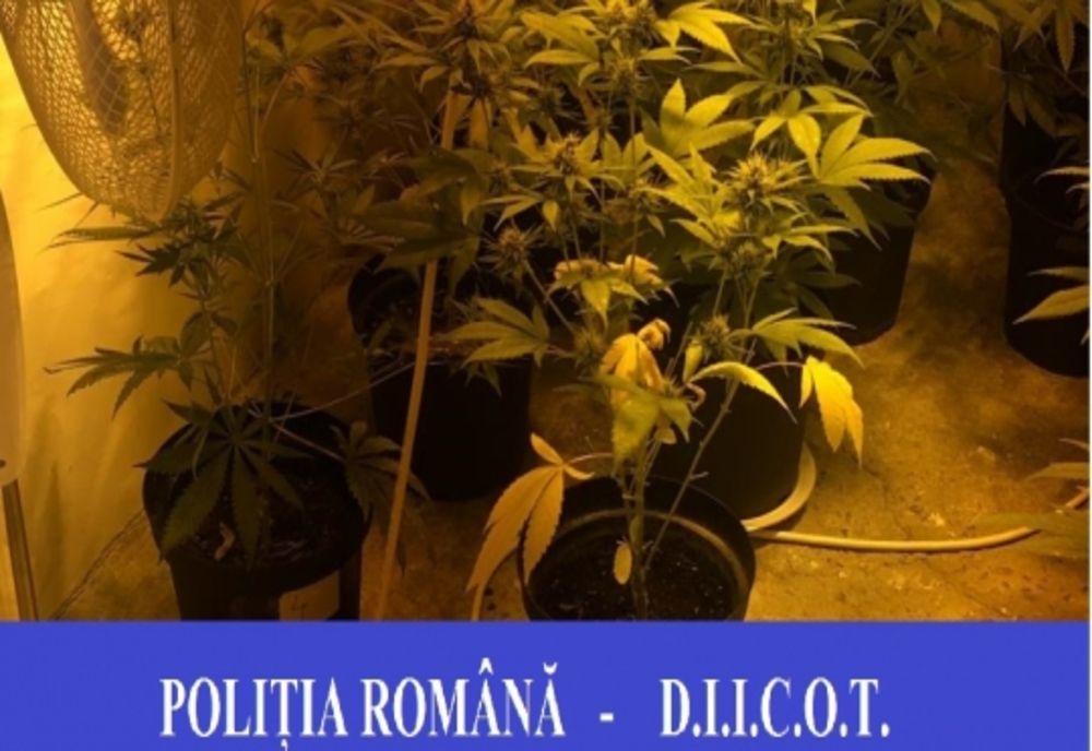 FOTO | Aproape 2 kilograme de cannabis confiscate de poliţiştii orădeni