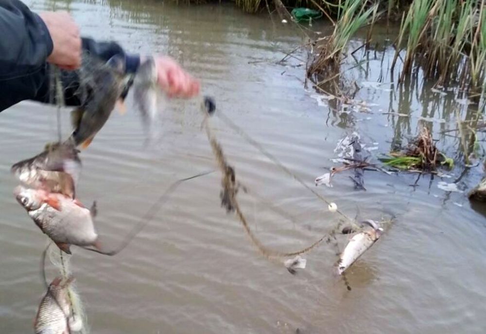 Trei bihoreni, prinși în flagrant în timp ce braconau pește pe Crișul Repede