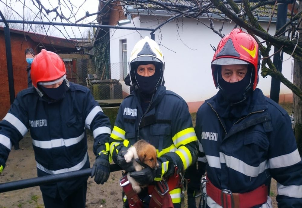 Pui de câine salvat dintr-o fântână adâncă de 12 metri