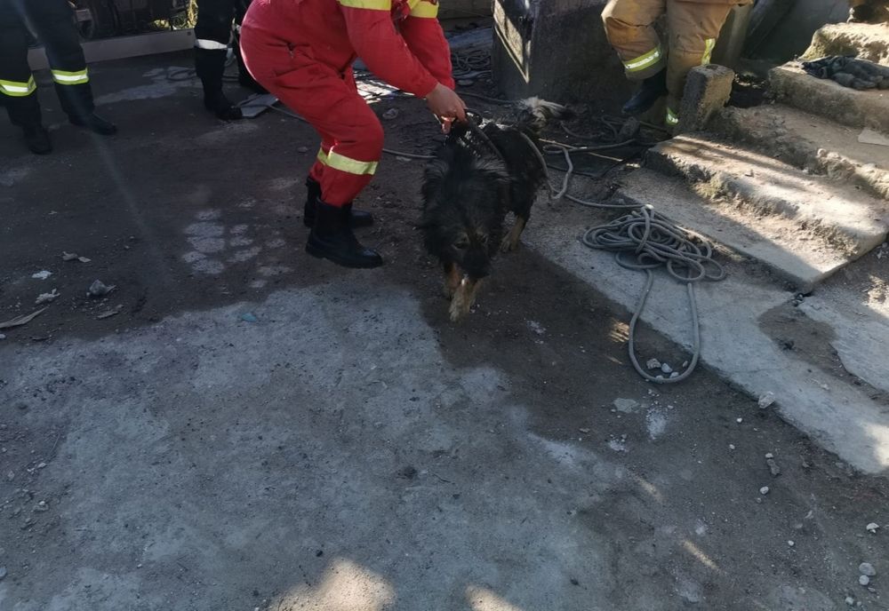 FOTO | Pompierii din Aleșd au salvat viața unui câine căzut într-o fântână