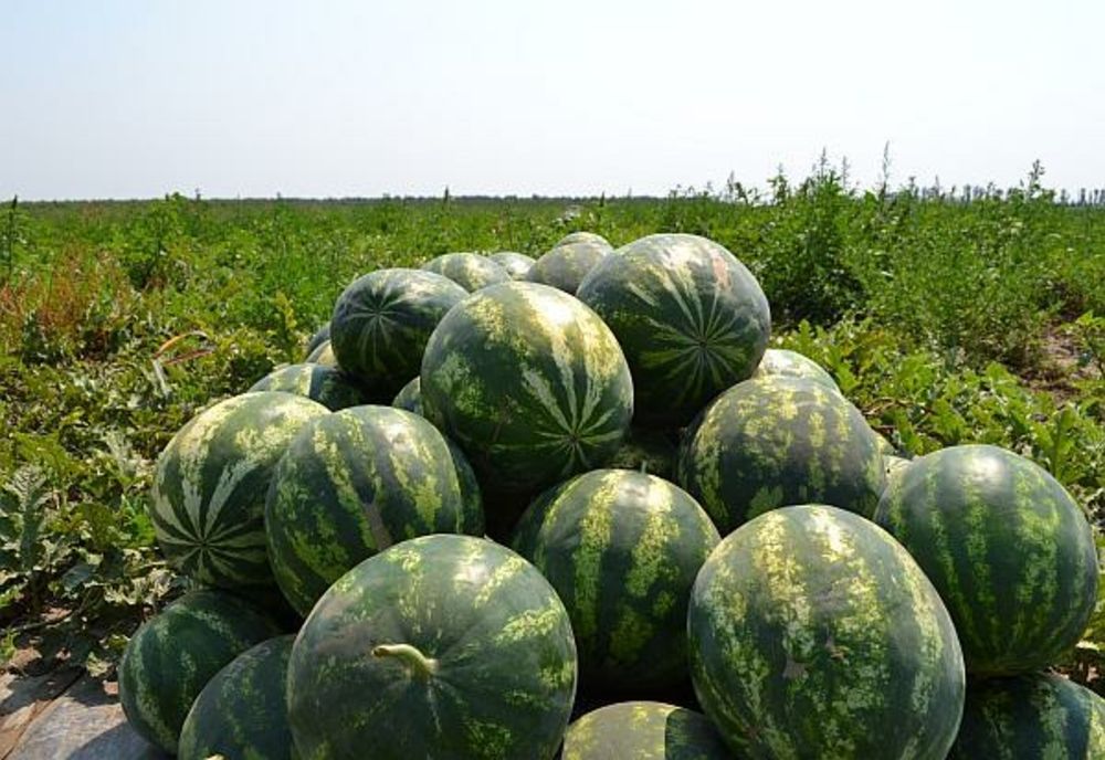 Peste două tone de pepeni, confiscate de polițiștii orădeni! Fructele au fost donate Grădinii Zoologice