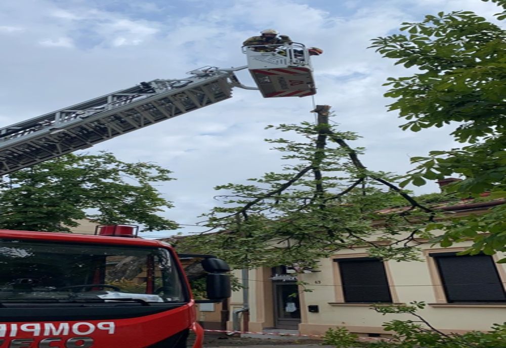 Furtuna a creat probleme în Salonta: drum blocat şi copaci doborâţi de vânt