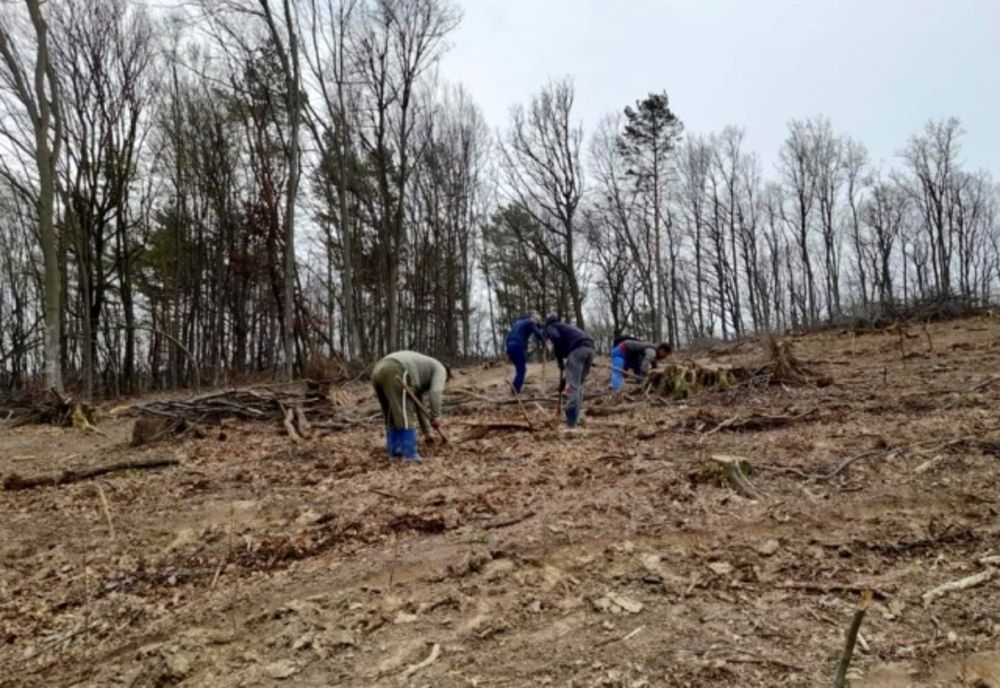 APIA primește cereri de sprijin pentru accesarea schemei de ajutor de stat „Sprijin pentru prima împădurire și crearea de suprafețe împădurite”! Vezi până când