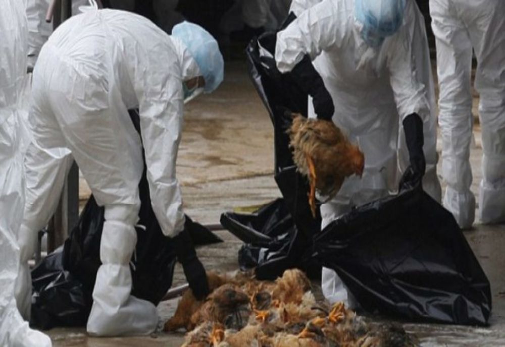 Alertă sanitară, în Bihor: tot mai multe focare de gripă aviară