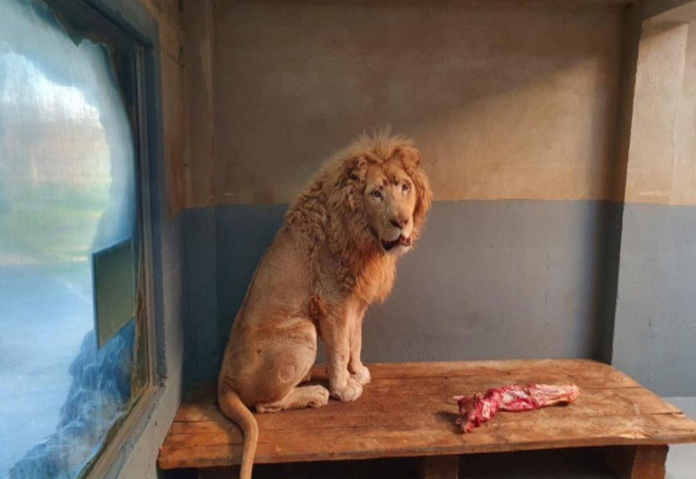 Noi animale la ZOO Oradea! Au fost aduse din Franţa şi Ungaria (FOTO)