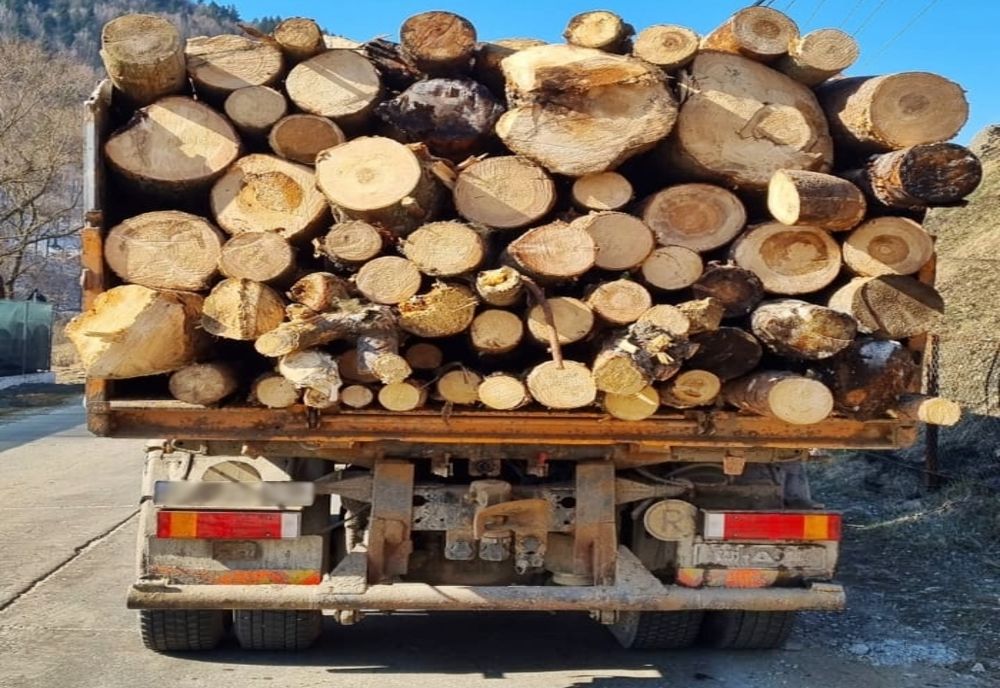 Zeci de metri cubi de material lemno confiscați valoric de polițiștii bihoreni