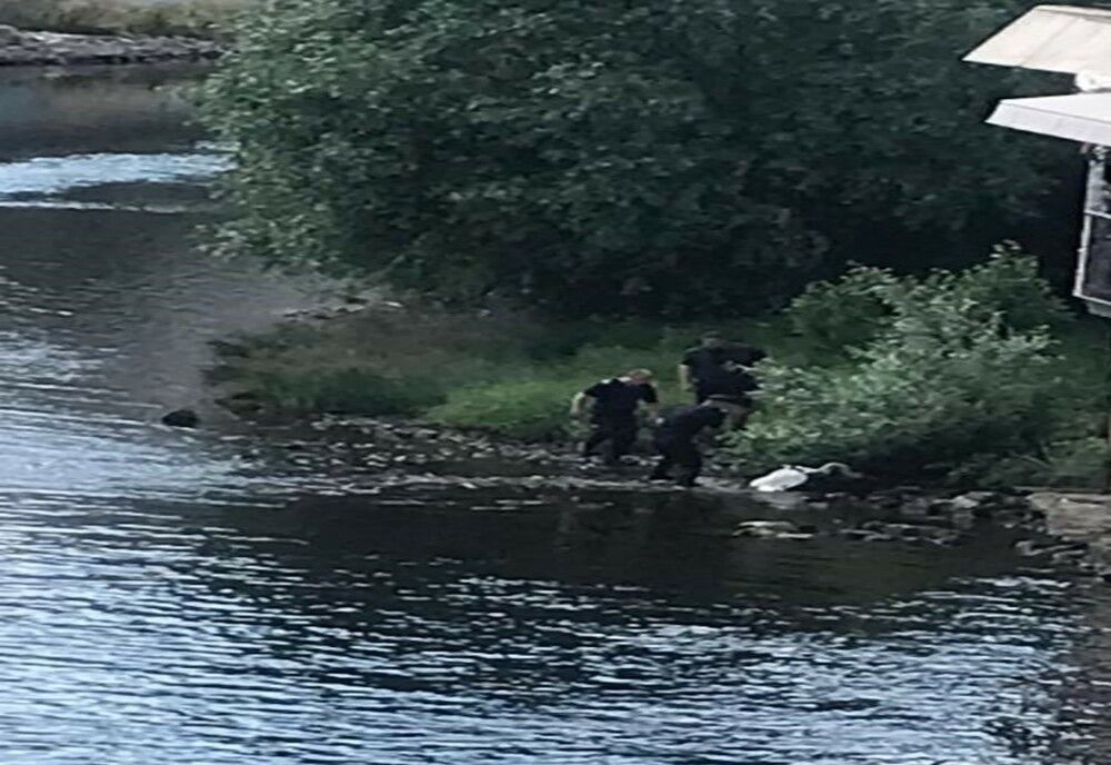 O lebădă rănită a fost salvată de pompieri, în Oradea