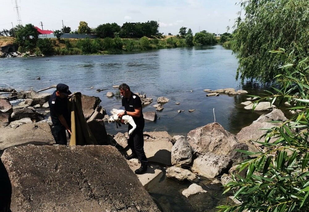O nouă misiune de salvare a unei lebede desfășurată de pompieri în Oradea (FOTO)