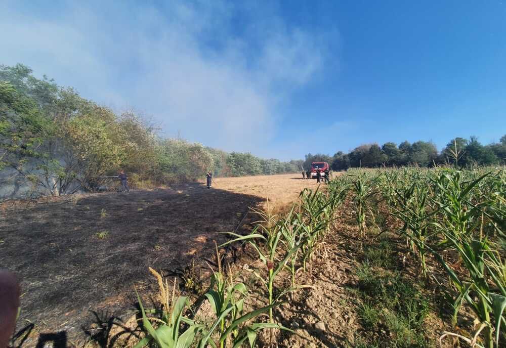 Arşiţa face ravagii în Bihor: Peste 120 de hectare afectate de incendiile de vegetație într-o singură zi 