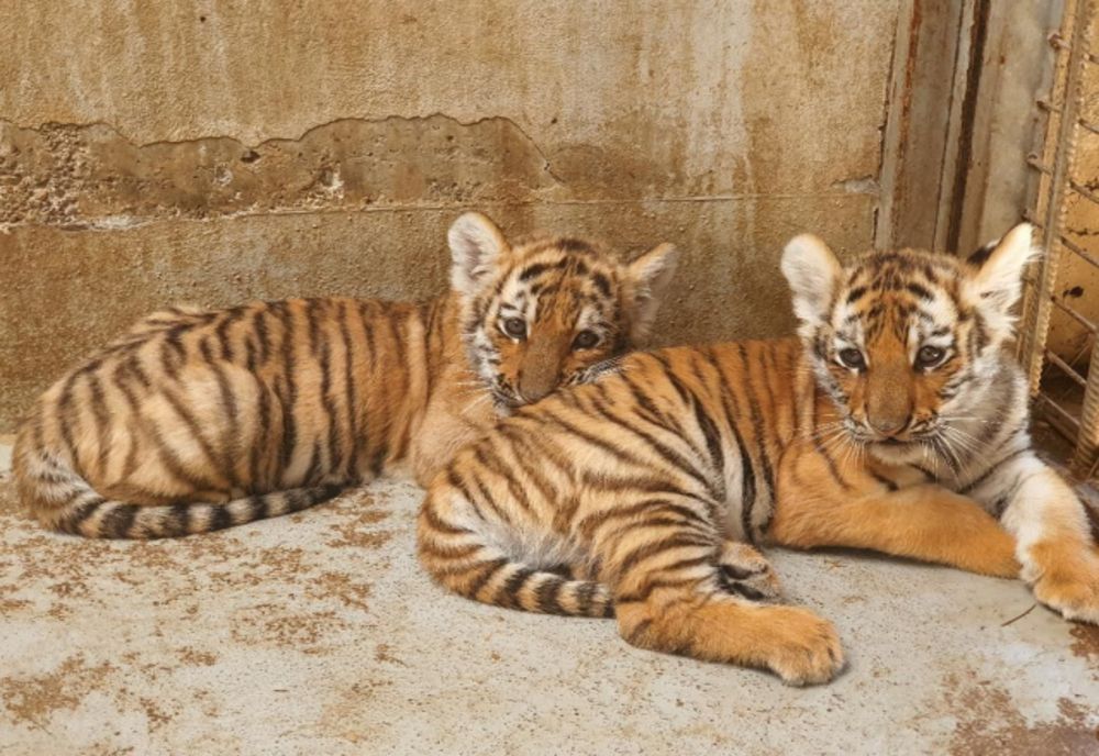 Premieră istorică la Zoo Oradea! S-au născut doi pui de tigru siberian