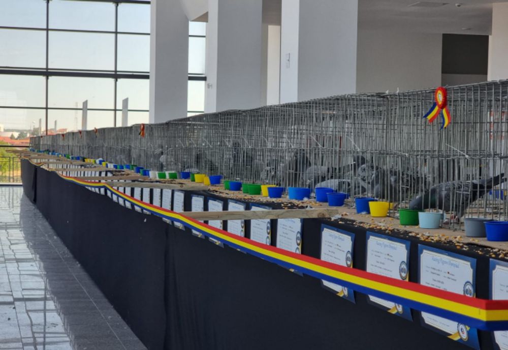Eveniment inedit la Oradea: A început Olimpiada Porumbeilor Voiajori - Racing Pigeon Olympiad