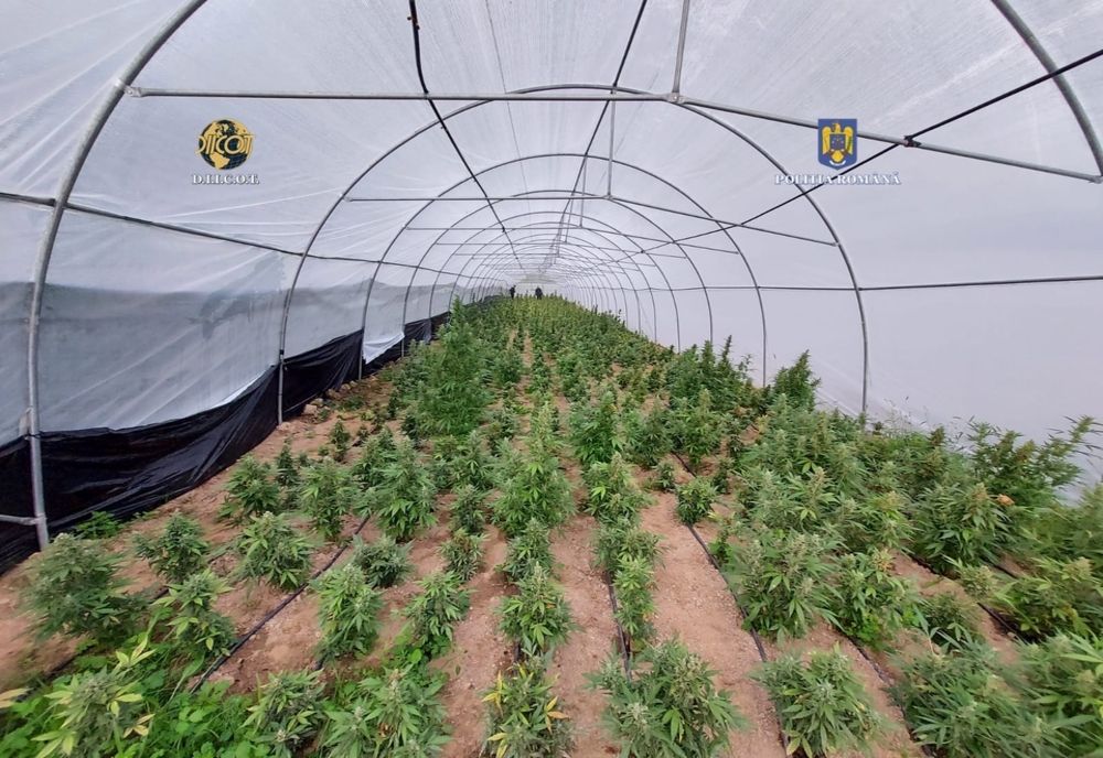 Percheziţii în Bihor! A fost descoperită o cultură de cannabis pe un teren de 60.000 de metri pătraţi (VIDEO/FOTO)