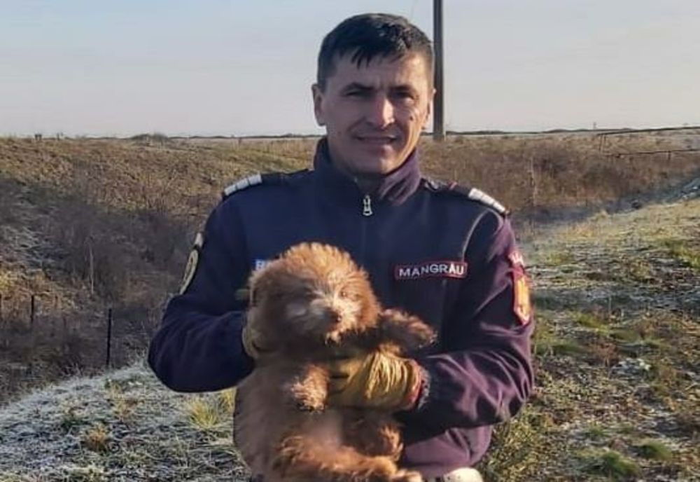 Cățel salvat de pompierii salontani | A căzut într-un canal colector (FOTO)
