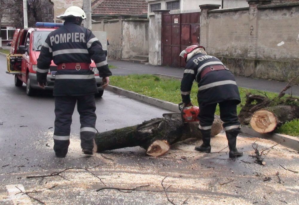 Mai mulți copaci și stâlpi, căzuți pe carosabil și trotuare în Bihor, din cauza vântului puternic