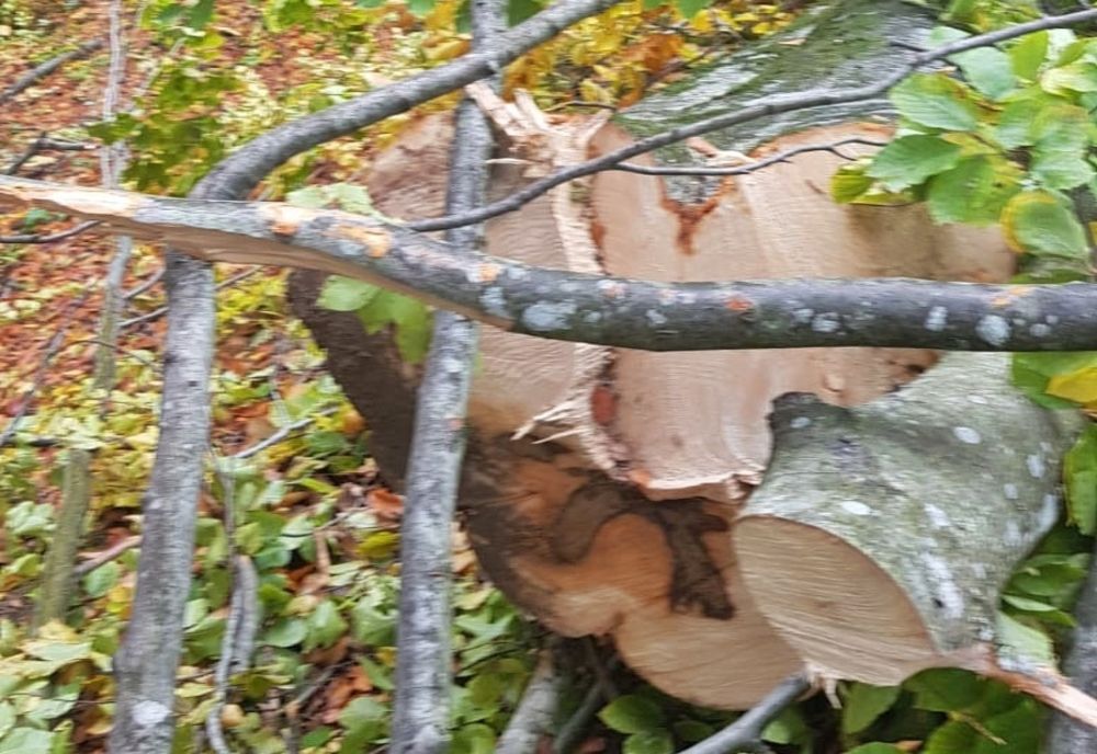 Tânăr din Borod, cercetat pentru tăiere ilegală și furt de arbori